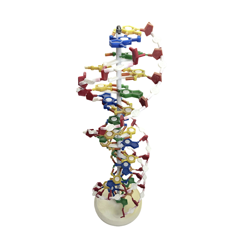 Model DNA, model heliks ganda DNA, model medis heliks ganda warna DNA
