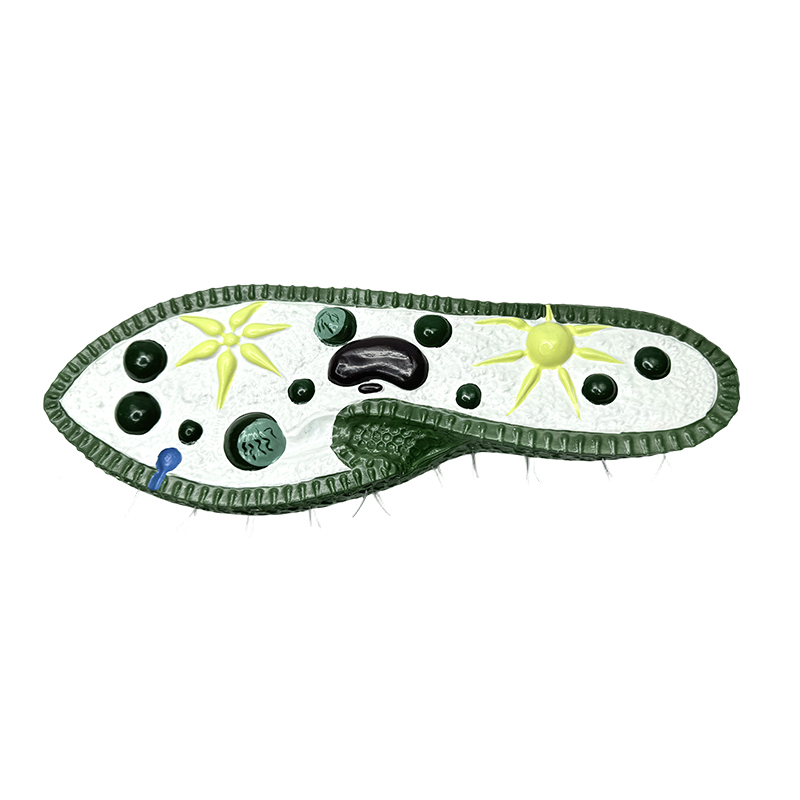 Model instrumen pengajaran biologi model paramecium