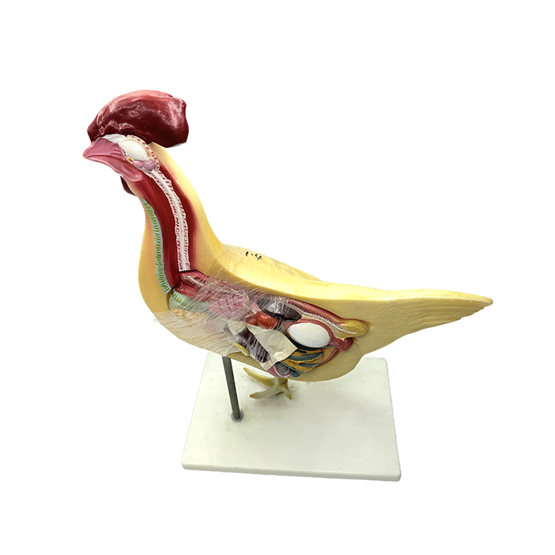 Model ayam model pengajaran biologi ilmu kedokteran universitas alami instrumen pengajaran model anatomi unggas