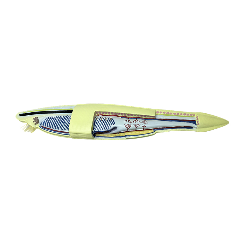 Model ikan model amphioxus plastik untuk model biologis