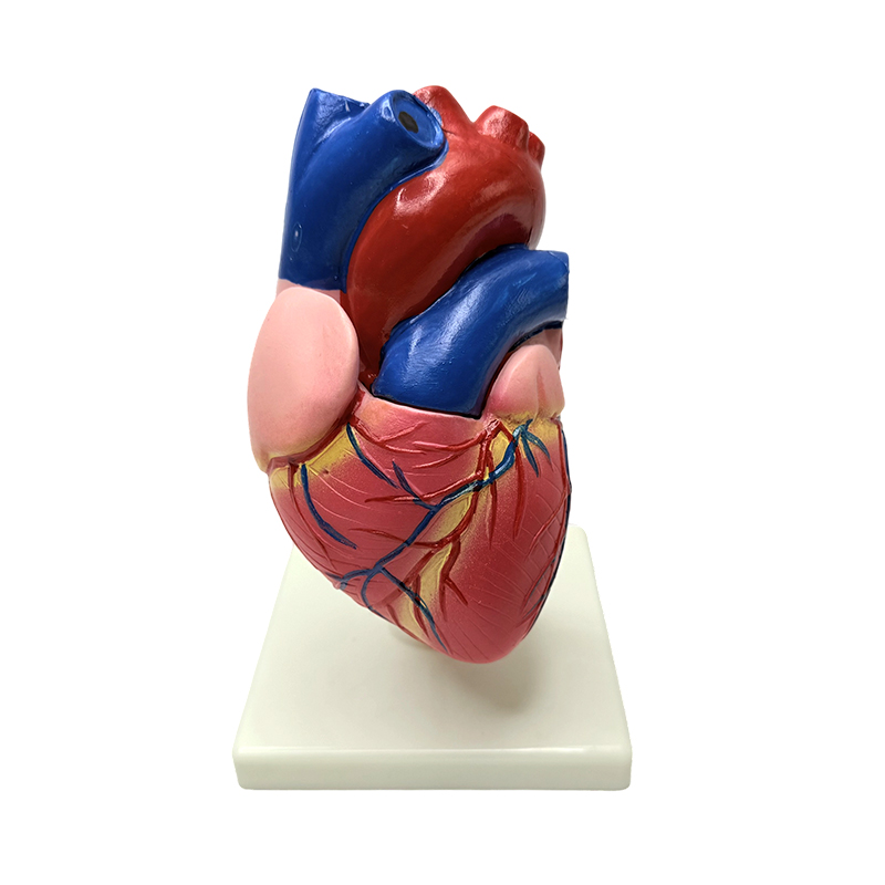 Anatomi organ tubuh manusia model struktur jantung ukuran alami