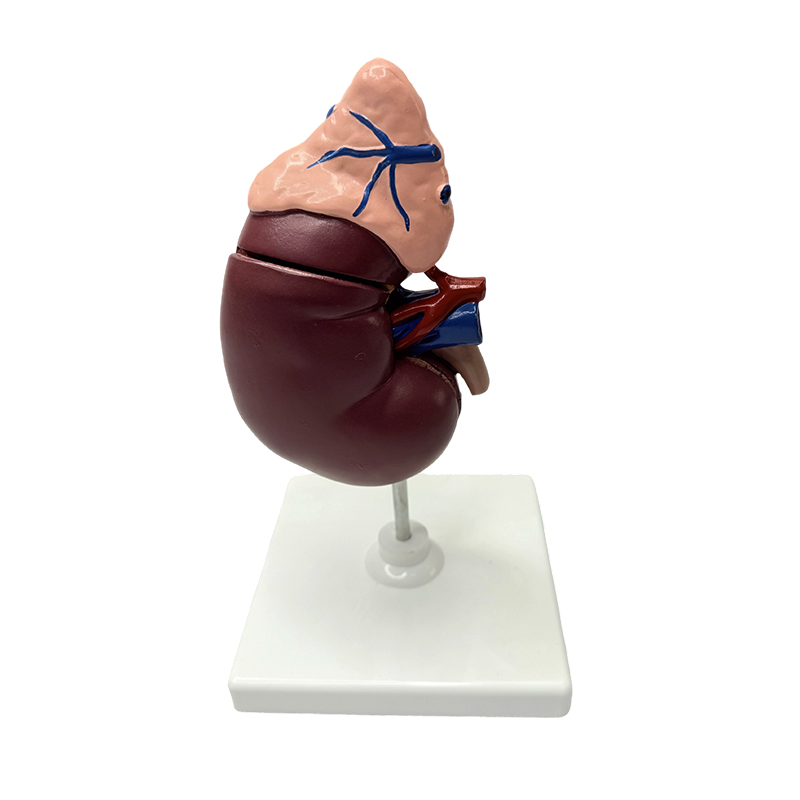 Model ginjal dan adrenal model anatomi pengajaran anatomi model medis tubuh manusia