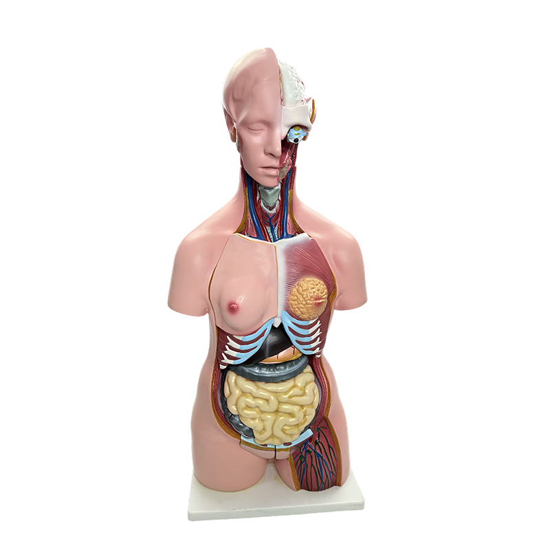 Demonstrasi jenis kelamin tubuh manusia, simulasi model batang tubuh organ manusia, pengajaran anatomi medis 85cm