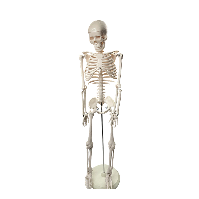Model kerangka manusia 85cm