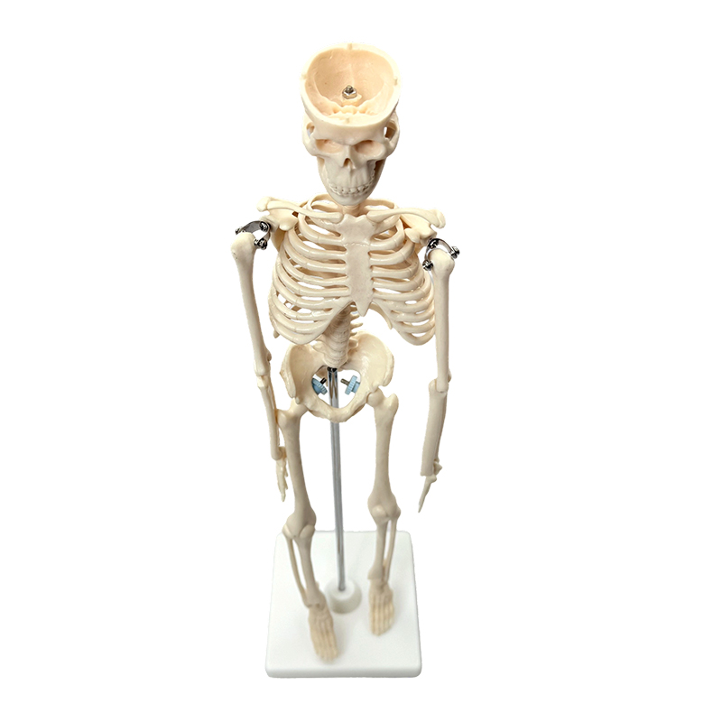 Model kerangka manusia 42cm