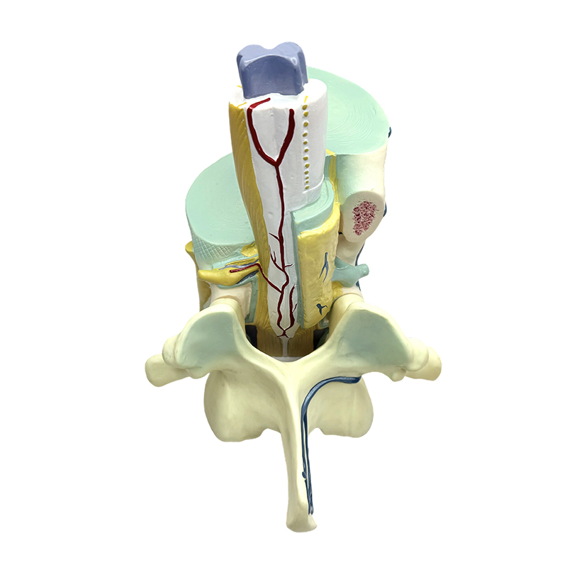 Model pengajaran biomedis model tulang belakang dan parsial vertebra