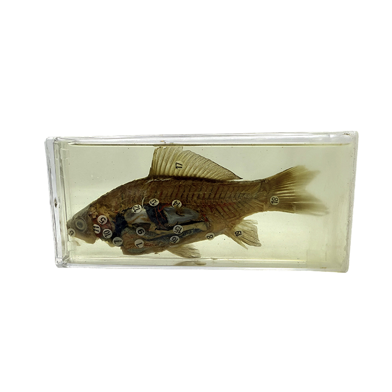 Spesimen biologi untuk tujuan pengajaran dan penelitian, spesimen ikan