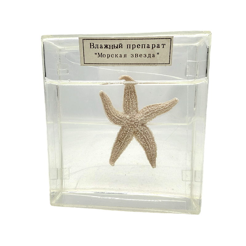 Spesimen biologi bintang laut