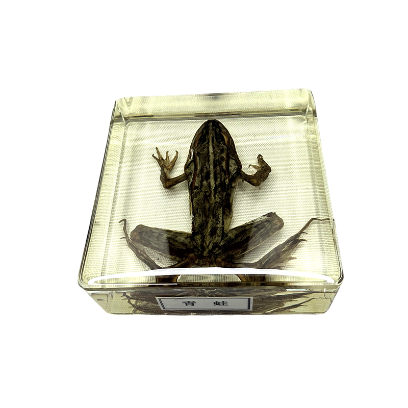Penerapan spesimen katak dalam pendidikan dan pengajaran