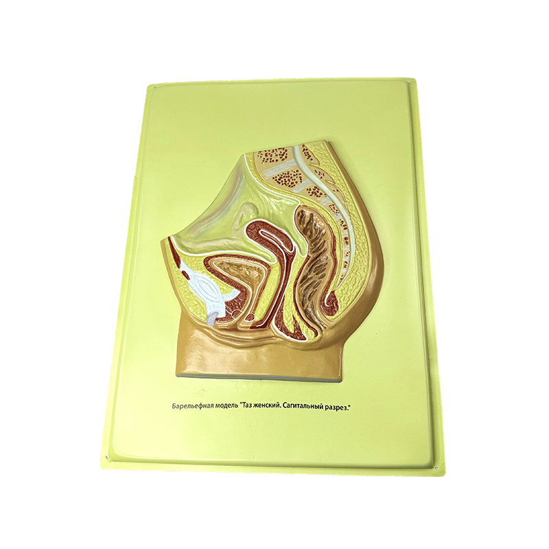 Model relief panggul wanita
