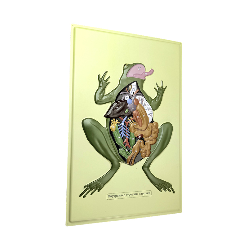 Model relief katak anat