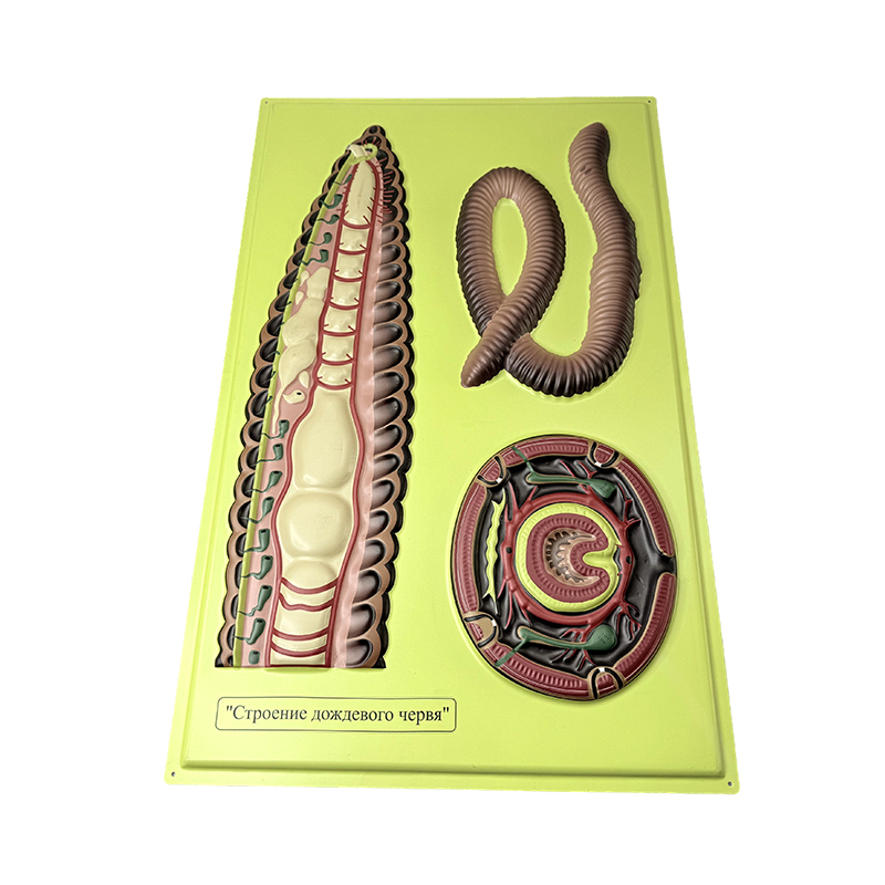 Model relief cacing tanah